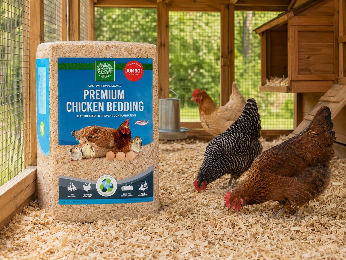 Small Pet Select Premium Chicken Bedding pine shavings in a coop with chickens